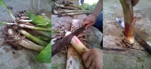 Propagación masiva de colinos de banano - Image 4