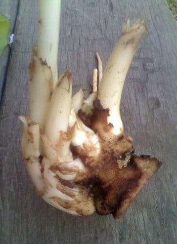 Propagación masiva de colinos de banano - Image 8