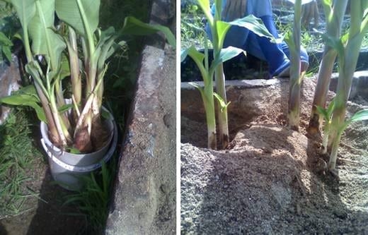 Propagación masiva de colinos de banano - Image 3