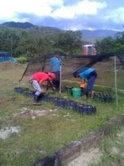 Propagación masiva de colinos de banano - Image 7