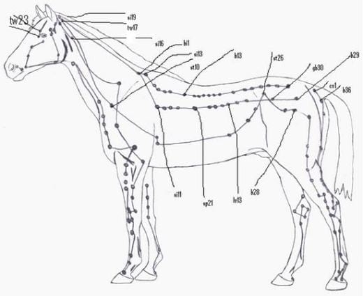 Caballos muy nerviosos, La acupuntura como una opción de tratamiento - Image 1