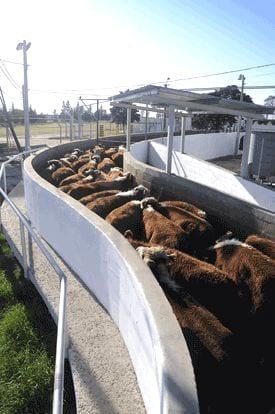 Calidad de la carne: Evitando problemas antes del sacrificio - Image 1