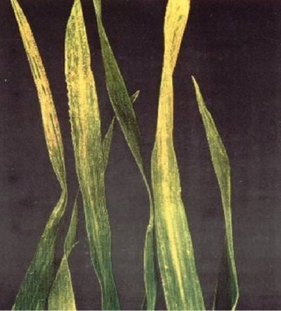 Prospección e incidencia del Barley Stripe Mosaic Virus (BSMV) en diferentes áreas de la región triguera argentina - Image 1
