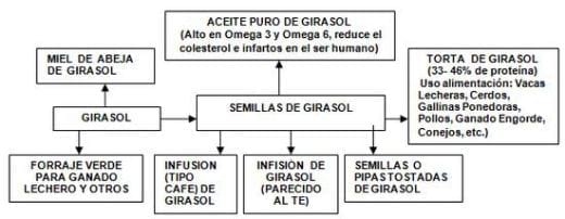 El cultivo de girasol como alternativa que contribuye al desarrollo sostenible - Image 3