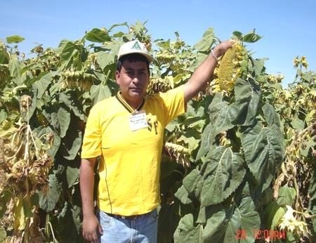 El cultivo de girasol como alternativa que contribuye al desarrollo sostenible - Image 1