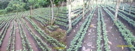 Las buenas practicas en el manejo y cuidado del almacigo de Café - Image 5