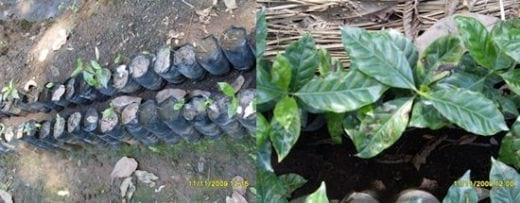 Las buenas practicas en el manejo y cuidado del almacigo de Café - Image 9