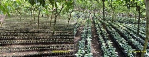 Las buenas practicas en el manejo y cuidado del almacigo de Café - Image 7