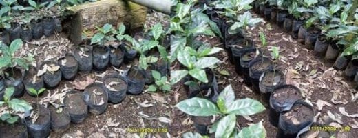 Las buenas practicas en el manejo y cuidado del almacigo de Café - Image 8
