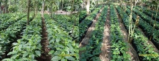 Las buenas practicas en el manejo y cuidado del almacigo de Café - Image 10