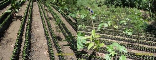 Las buenas practicas en el manejo y cuidado del almacigo de Café - Image 6