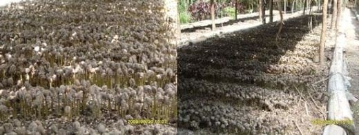 Las buenas practicas en el manejo y cuidado del almacigo de Café - Image 2