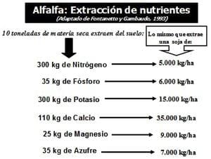 Manejo de la fertilizacion de la alfalfa en la región central de Santa Fe - Image 1