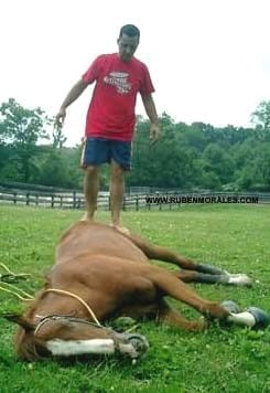 Entrenamiento ecuestre: ¿Cuan diferente es un caballo de otro? - Image 1