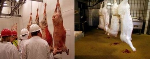 Producción porcina de Argentina, El Mercado nos llama - Image 2