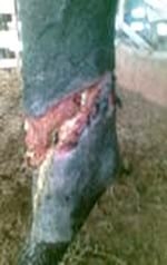 Tratamiento en heridas en potros, una alternativa diferente - Image 2