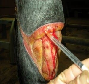 Tratamiento en heridas en potros, una alternativa diferente - Image 5