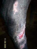Tratamiento en heridas en potros, una alternativa diferente - Image 14