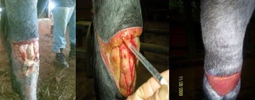 Tratamiento en heridas en potros, una alternativa diferente - Image 16