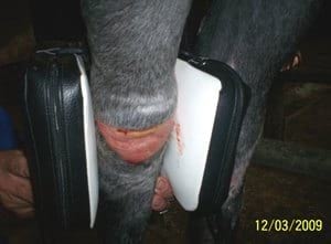 Tratamiento en heridas en potros, una alternativa diferente - Image 11