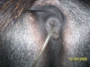 Tratamiento en heridas en potros, una alternativa diferente - Image 9