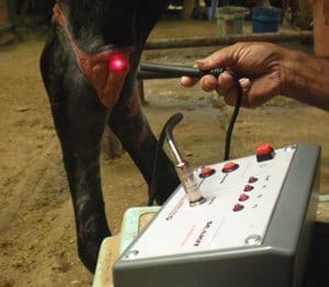 Tratamiento en heridas en potros, una alternativa diferente - Image 7