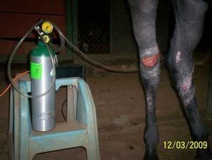 Tratamiento en heridas en potros, una alternativa diferente - Image 8