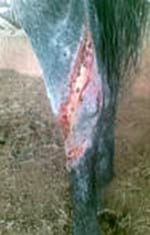 Tratamiento en heridas en potros, una alternativa diferente - Image 3