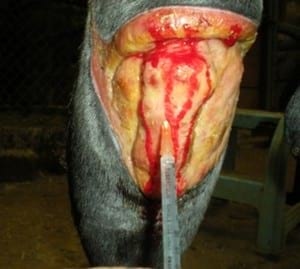 Tratamiento en heridas en potros, una alternativa diferente - Image 6