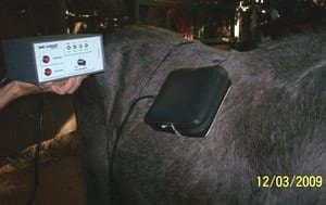 Tratamiento en heridas en potros, una alternativa diferente - Image 10