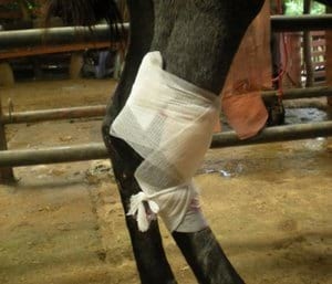 Tratamiento en heridas en potros, una alternativa diferente - Image 12