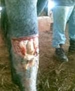 Tratamiento en heridas en potros, una alternativa diferente - Image 1