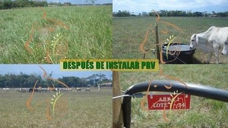 Beneficios del Pastoreo Racional Voisin - Image 3