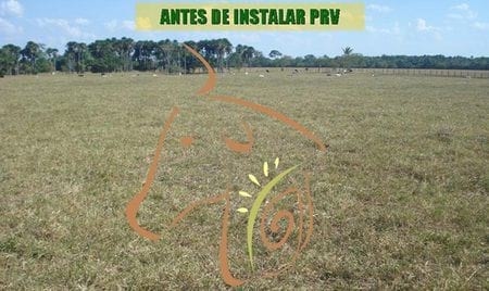 Beneficios del Pastoreo Racional Voisin - Image 2