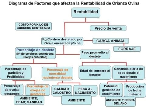 Como mejorar el negocio ovino de la pequeña ganadería ovina - Image 2
