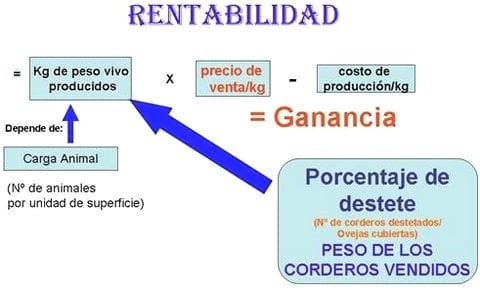 Como mejorar el negocio ovino de la pequeña ganadería ovina - Image 1