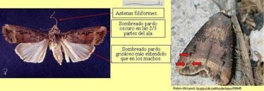 Clave pictórica de polillas de interés agrícola, agrupadas por relación de semejanza - Image 2