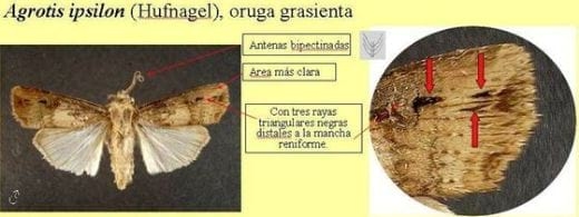 Clave pictórica de polillas de interés agrícola, agrupadas por relación de semejanza - Image 1