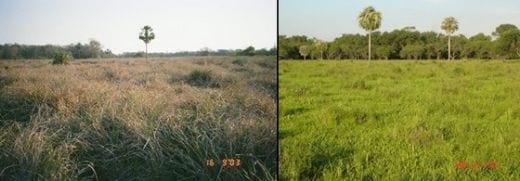 Ganaderia de América del Sur ante una gran oportunidad - Image 3