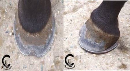 Conceptos Básicos del cuidado del caballo - Image 9