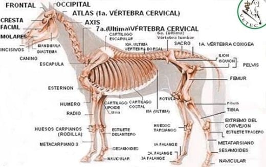 Conceptos Básicos del cuidado del caballo - Image 2