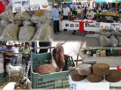 Alternativas Estratégicas Nutricionales para épocas de sequía en la Mixteca Poblana - Image 2
