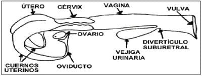 La reproducción en el Sistema Doble Propósito - Image 2