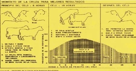 La reproducción en el Sistema Doble Propósito - Image 5