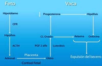 La reproducción en el Sistema Doble Propósito - Image 14