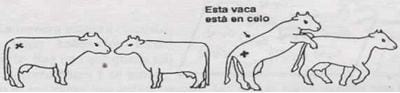 La reproducción en el Sistema Doble Propósito - Image 7