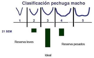 Evaluando la fertilidad del macho reproductor pesado - Image 5