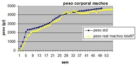 Evaluando la fertilidad del macho reproductor pesado - Image 1
