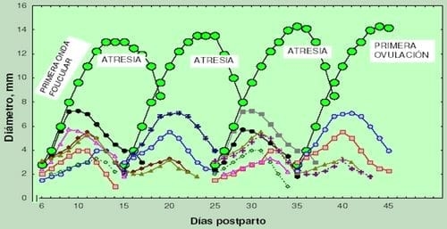 Perfil endocrino y reproductivo durante la lactación relacionado con el anestro postparto y la modulación ovárica para mejorar la eficiencia en la vaca lechera - Image 3