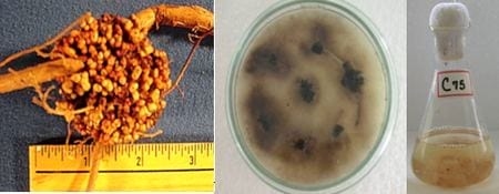 Los sistemas silvopastoriles como estrategia de ganaderia ecologica y productiva - Image 4